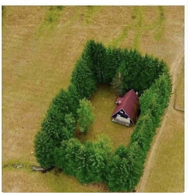 house surrounded by thick pine trees