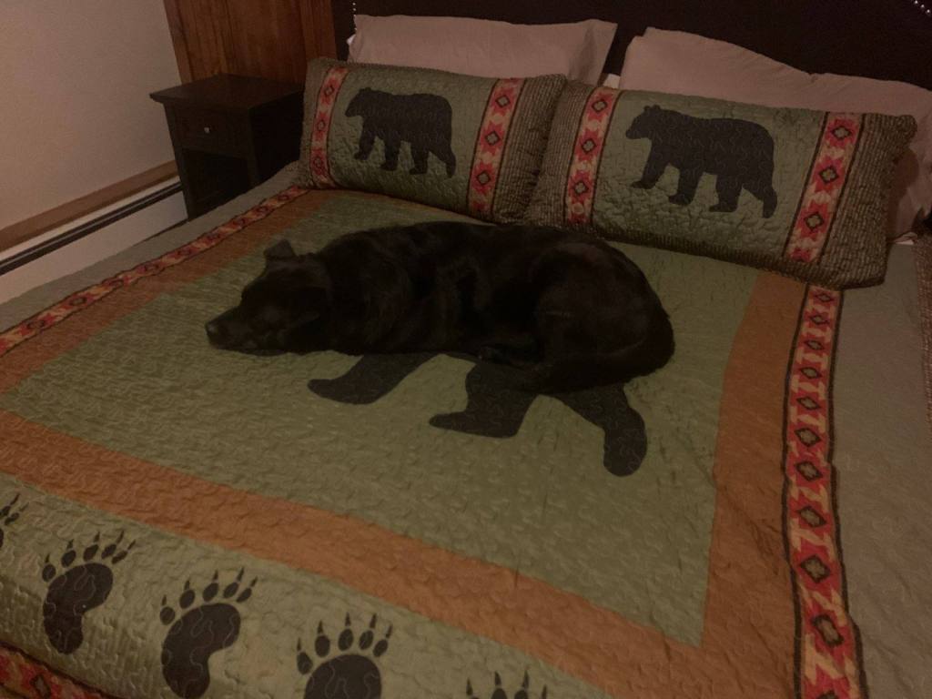 dog sleeping on a bed. Bed has quilt with black bears on it, so black dog blends right in and is invisible.