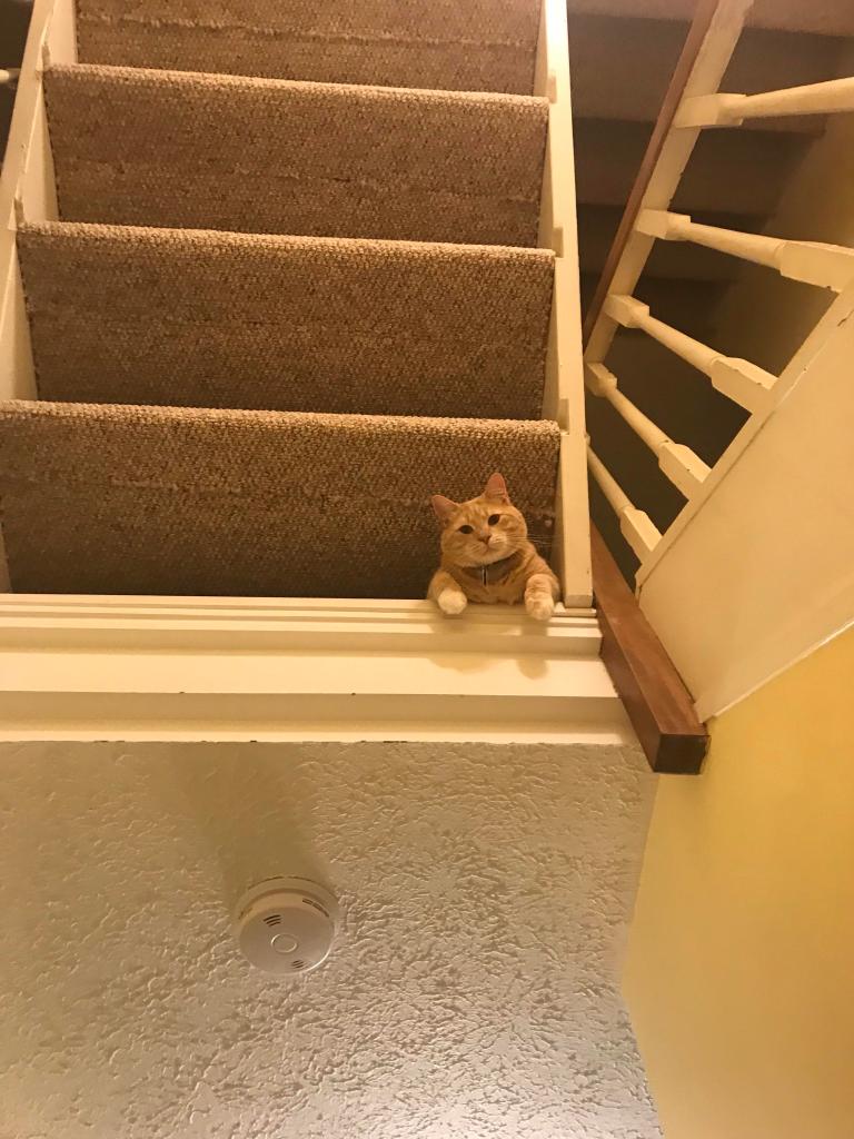 cat looking down stairwell at camera. Angle makes it look like there's a stairwell over his head