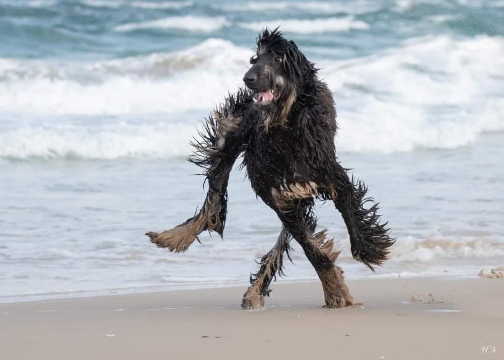 wet dog on the beach that looks like it has limbs all over the place and is walking upright