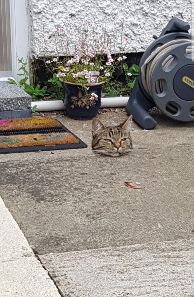 cat sitting by cement wall so it looks like he is only a head, no body.