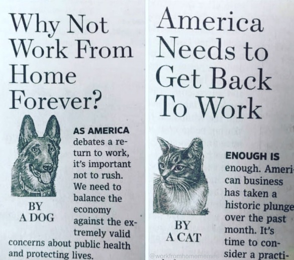 side by side newspaper op-eds, one by a dog and one by a cat.